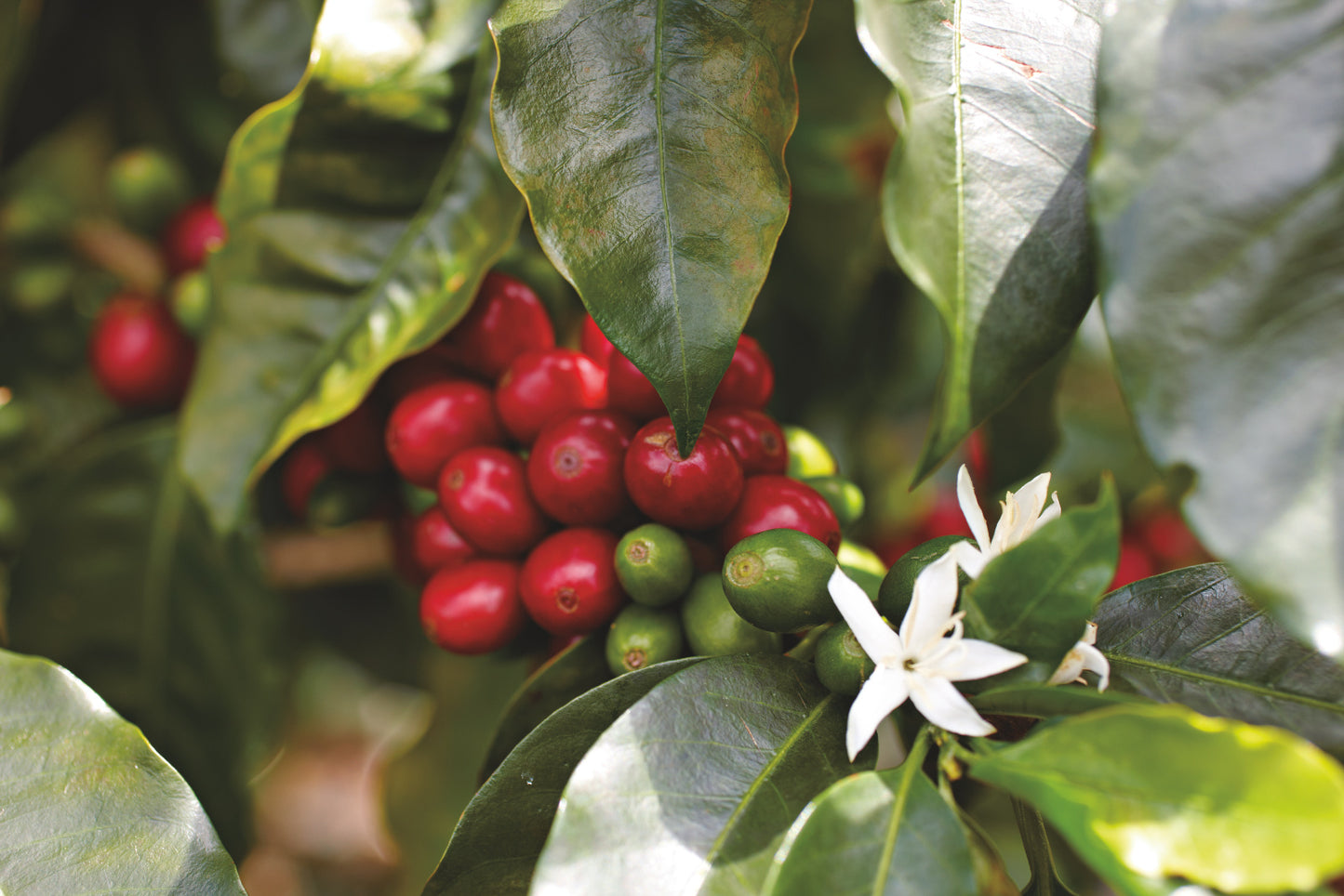 【レフィル ユーラ】 24ヶ月 解約料